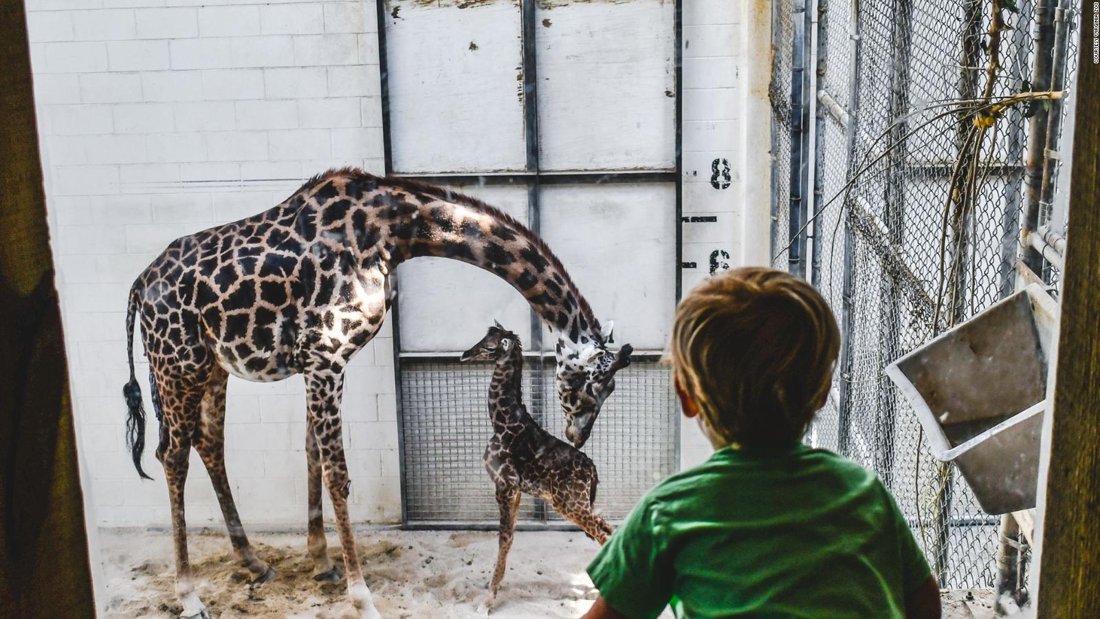 Jirafa dio a luz inesperadamente delante de los visitantes de un zoológico
