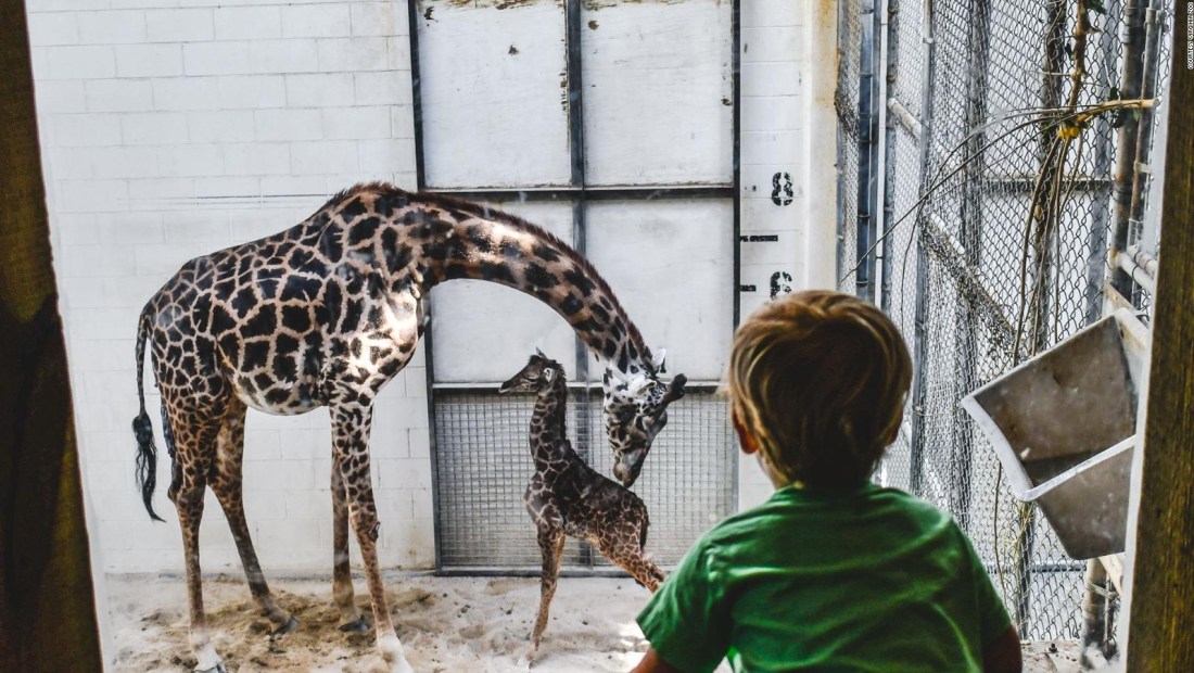 La última incorporación del Zoológico de Virginia es una jirafa masái bebé llamada Tisa.
