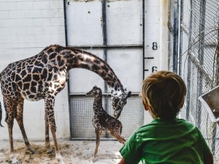 Jirafa dio a luz inesperadamente delante de los visitantes de un zoológico