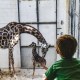 La última incorporación del Zoológico de Virginia es una jirafa masái bebé llamada Tisa.