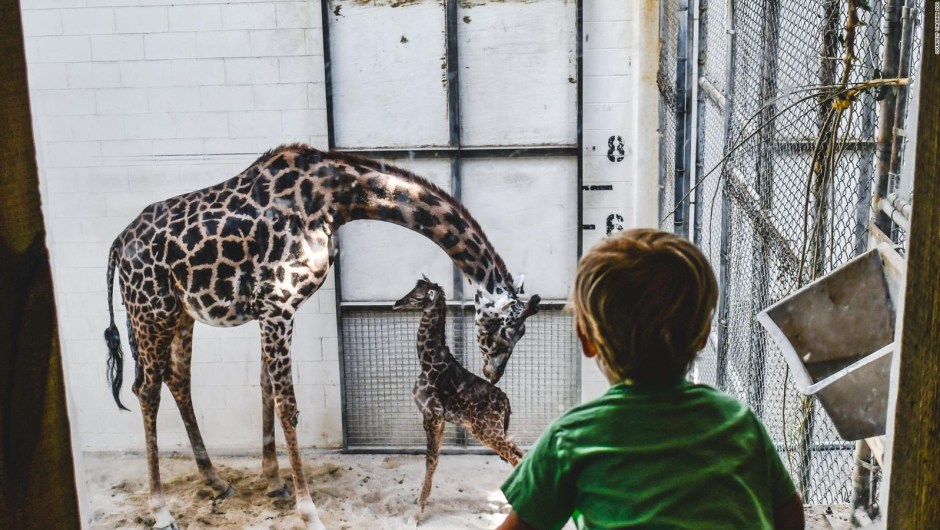 The newest addition to the Virginia Zoo is a baby Maasai giraffe named Tisa.