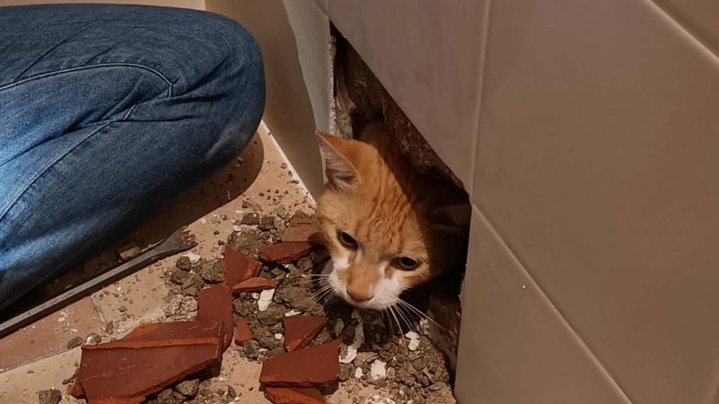Rompen pared de un baño para rescatar a un gato escurridizo