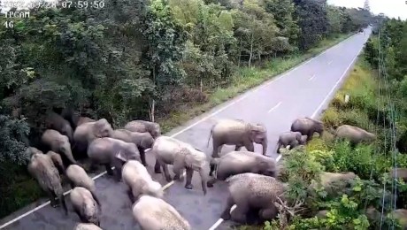 ¿Qué harías si vieras 65 elefantes cruzar una ruta?