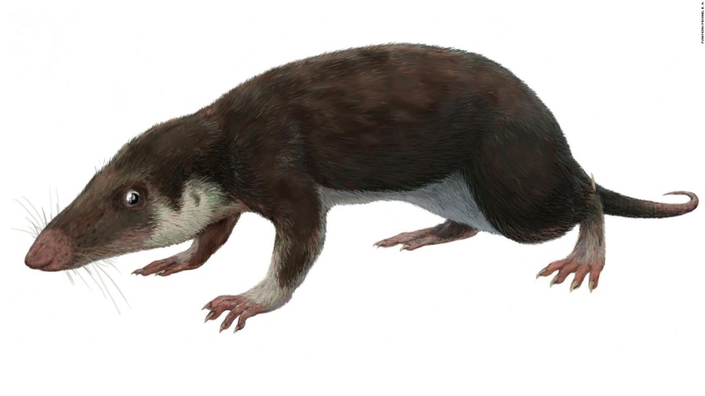This is what the common ancestor of all mammals would look like
