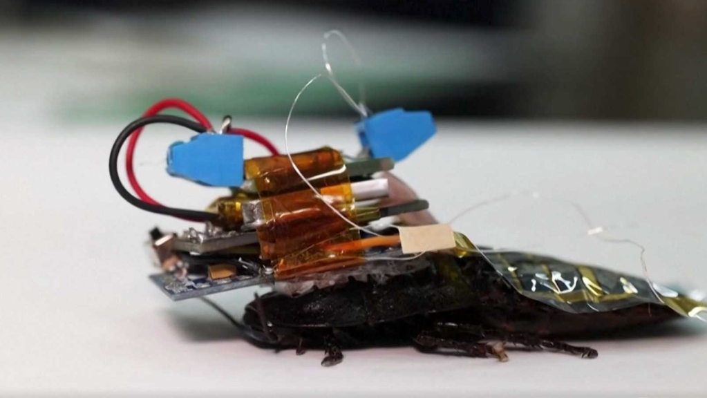 Japanese researchers create cyborg cockroaches