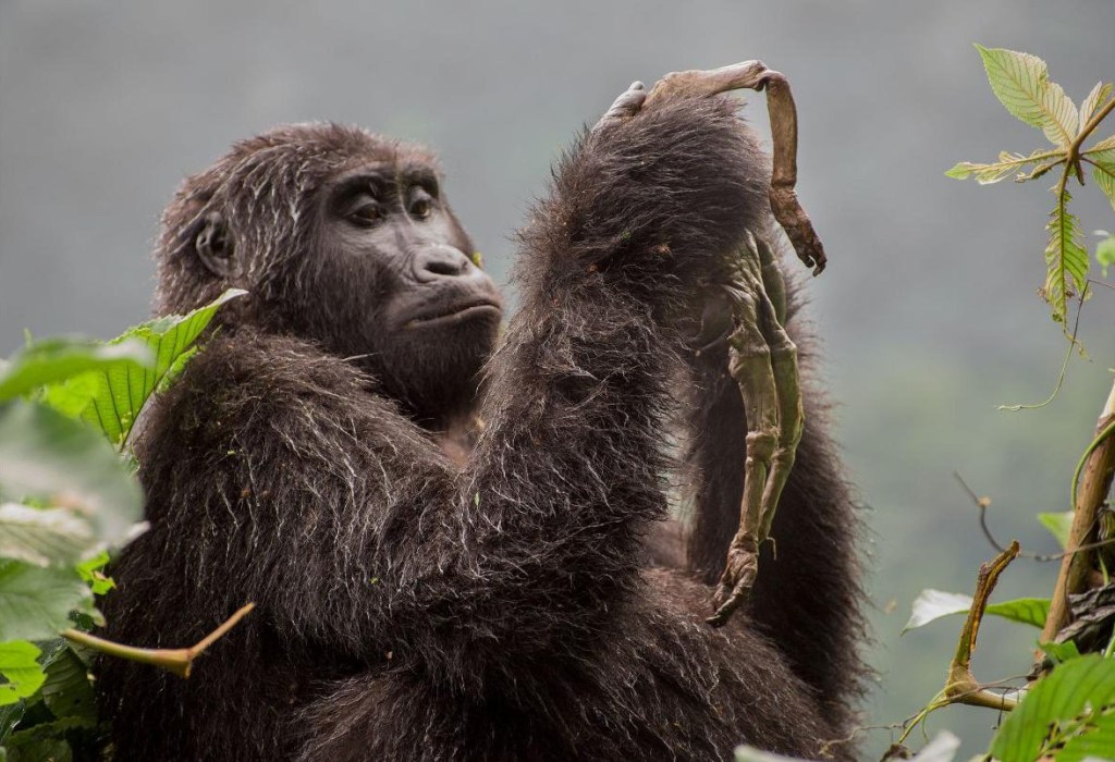 Primates migran de los árboles al suelo, según estudio