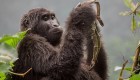 Primates migran de los árboles al suelo, según estudio