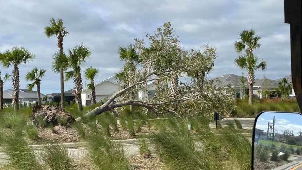 An uprooted tree at Babcock Ranch in the aftermath of Hurricane Ian.