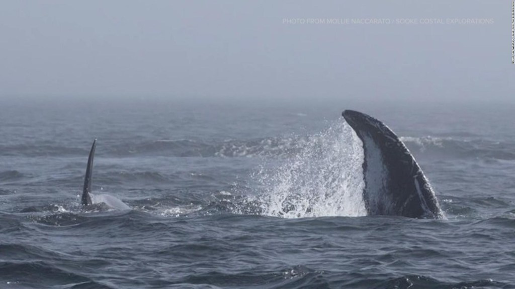 Observa la inusual interacción de estas orcas y ballenas