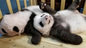 Conoce a los pequeños pandas gemelos que nacieron en China