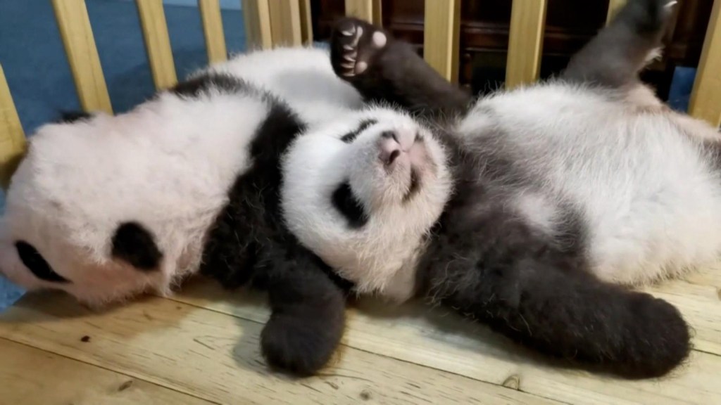 Meet the little twin pandas who were born in China