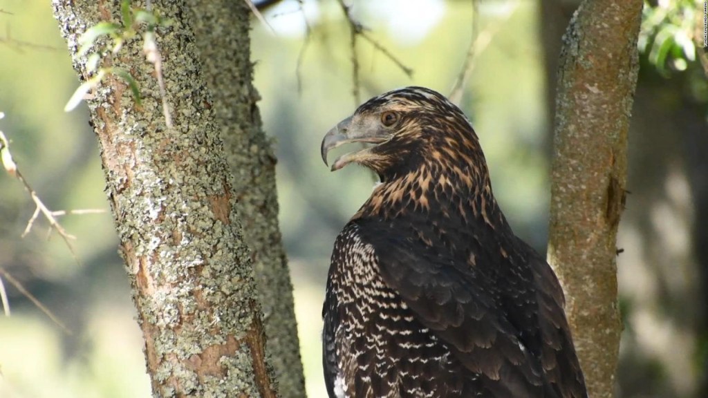 Un águila en peligro de extinción vuelve a casa tras ser rescatada