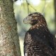 Un águila en peligro de extinción vuelve a casa tras ser rescatada