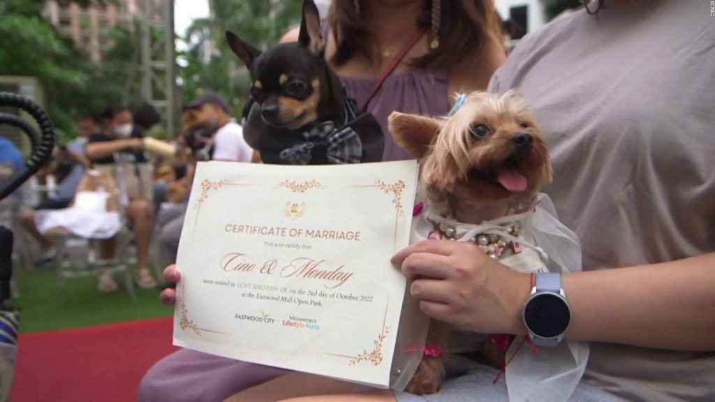 En las Filipinas celebran boda de 15 parejas de perros