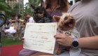 En las Filipinas celebran boda de 15 parejas de perros