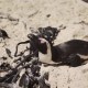 La gripe aviar está matando a pingüinos en Sudáfrica