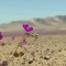 Chile anuncia la creación del nuevo Parque Nacional Desierto Florido