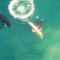 Registran ataque de orcas a tiburón blanco por primera vez