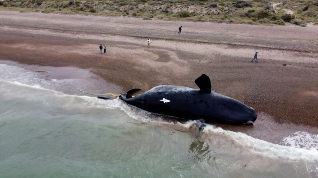 30 ballenas murieron por exposición a toxinas de "marea roja" en la patagonia