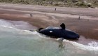 30 ballenas murieron por exposición a toxinas de "marea roja" en la Patagonia