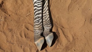 La sequía en Kenya está matando a estas raras cebras y otros animales