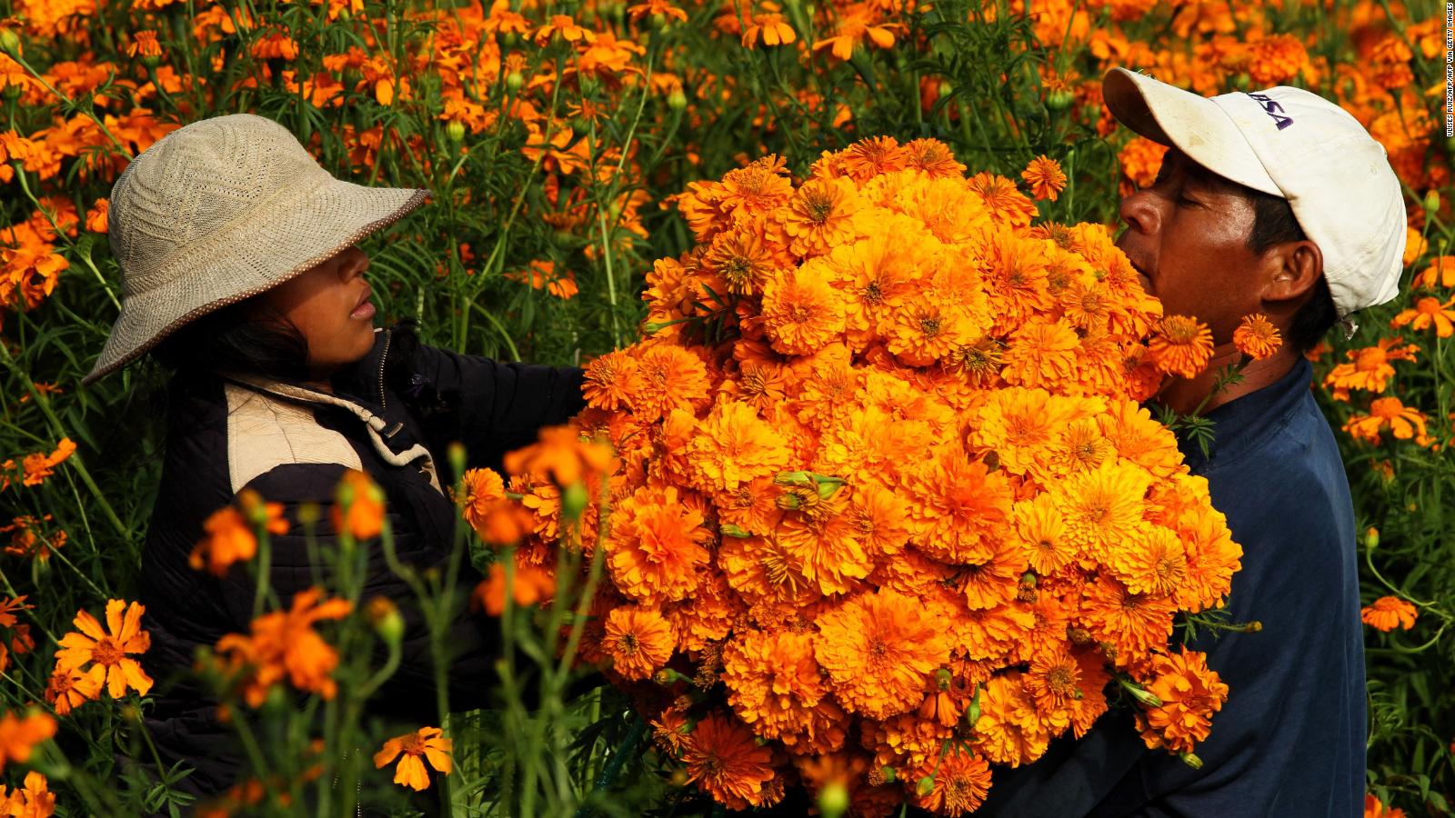 Prevén cifra histórica en producción de 2022 de flor de cempasúchil | Video