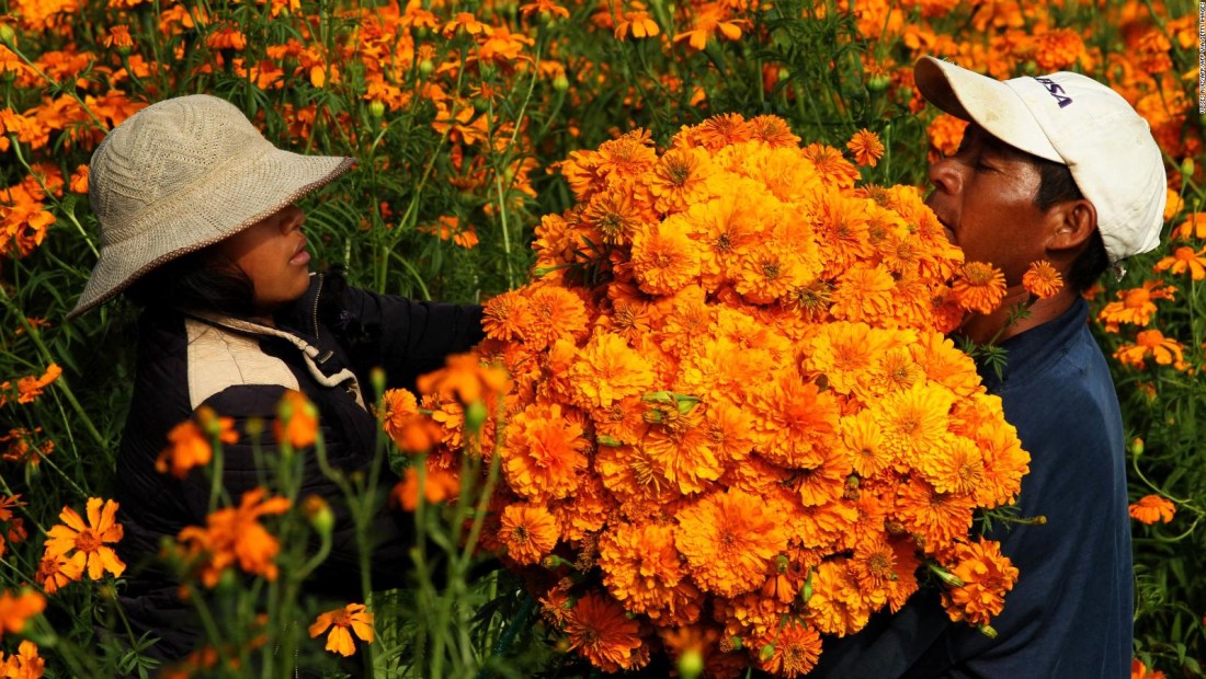 Prevén cifra histórica en producción de 2022 de flor de cempasúchil
