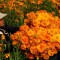 Prevén cifra histórica en producción de 2022 de flor de cempasúchil
