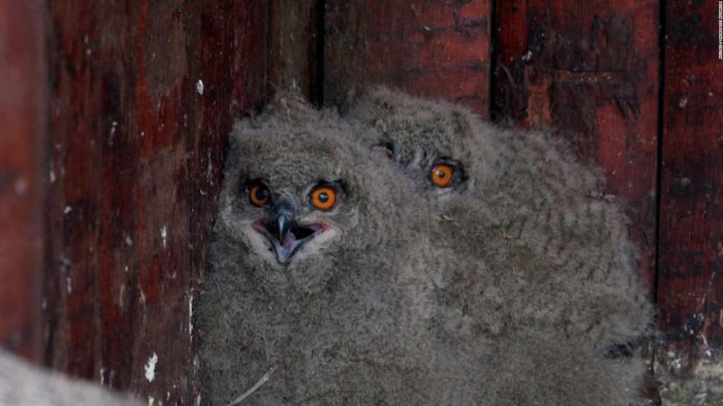 Owls born in captivity released