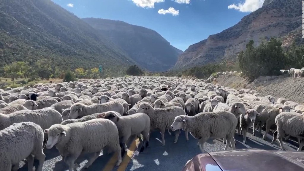 A highway in Utah is blocked by a large herd of sheep