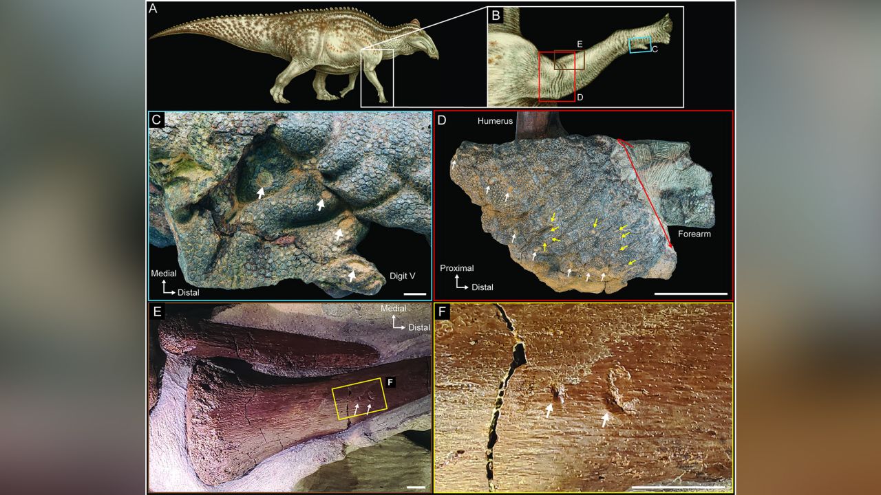 La piel fosilizada de un dinosaurio muestra marcas de mordedura