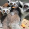 Nacen cuatro pares de gemelos de lémures en un zoo de Nueva Zelandia