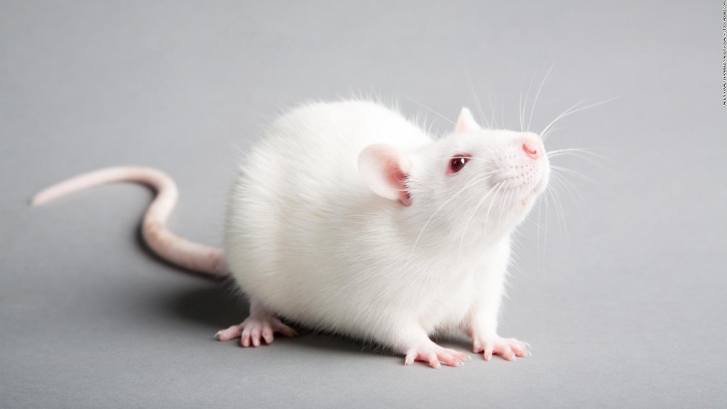 Scientists have successfully implanted human neurons into mice.  This is the reason