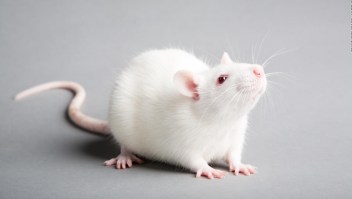 Científicos implantan con éxito neuronas humanas en ratones. Esta es la razón