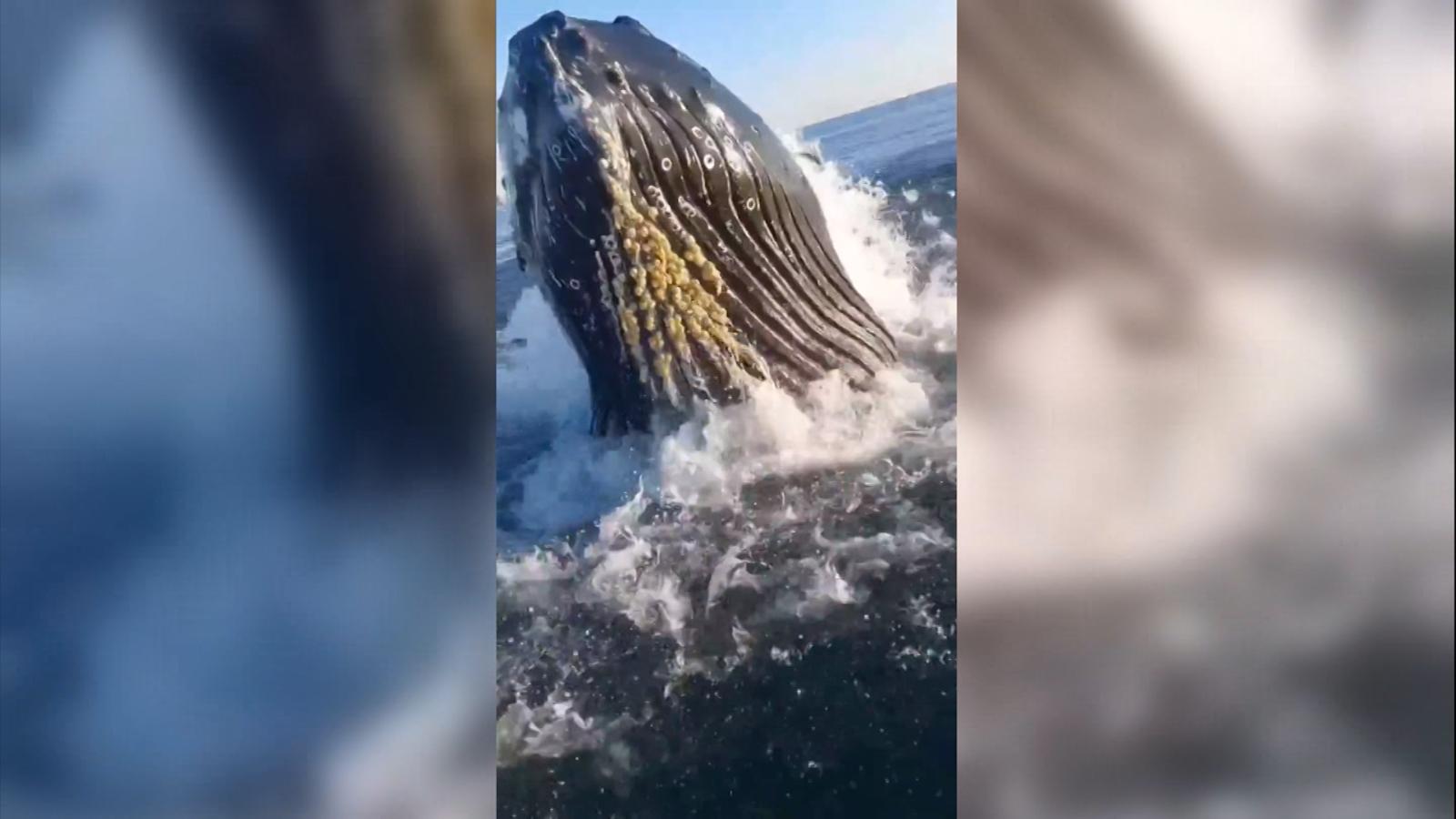 Una ballena jorobada salta muy cerca de unos pescadores y logran captarla  en video