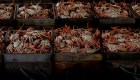 Millions of snow crabs disappear