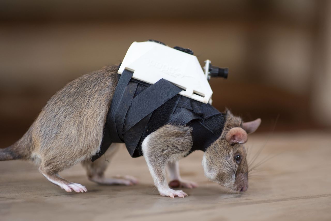 ratas rescates
