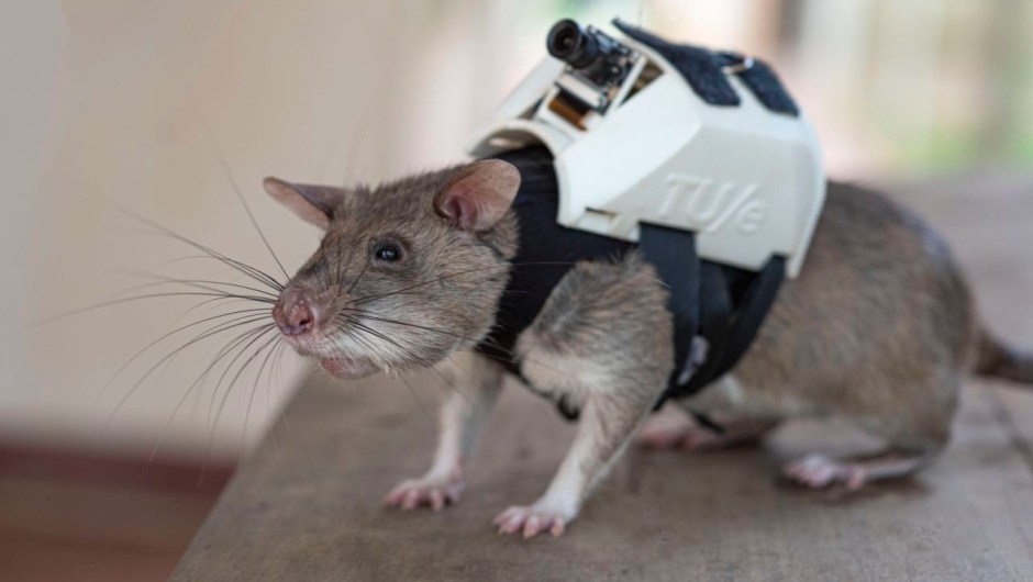 ratas rescate sismos