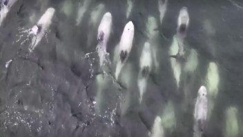 El momento en el que decenas de delfines nadan en las costas de Chile