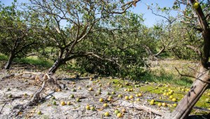 Florida daños ganaderos agricultura huracán IAN