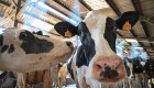 Las vacas en India entran al mundo de la tecnología