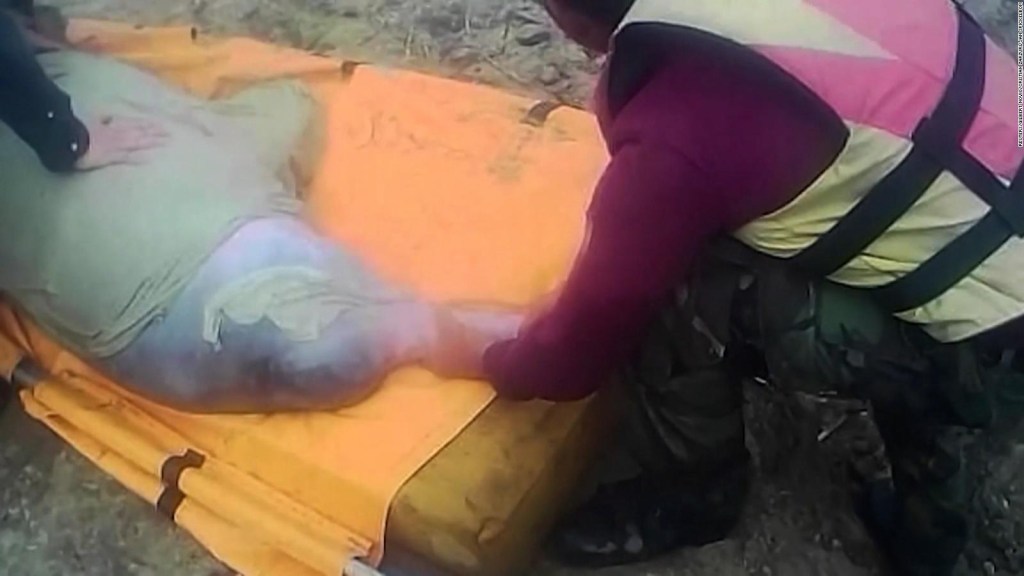 Así rescatan la de los delfines "magos" en bolivia