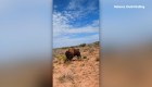Excursionista es atacada brutalmente por un bisonte