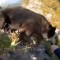Mira cómo un oso ataca a un escalador en un acantilado