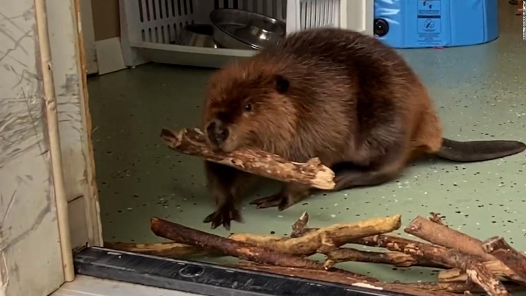 Baby beaver tries to keep his enemy away by building a dam