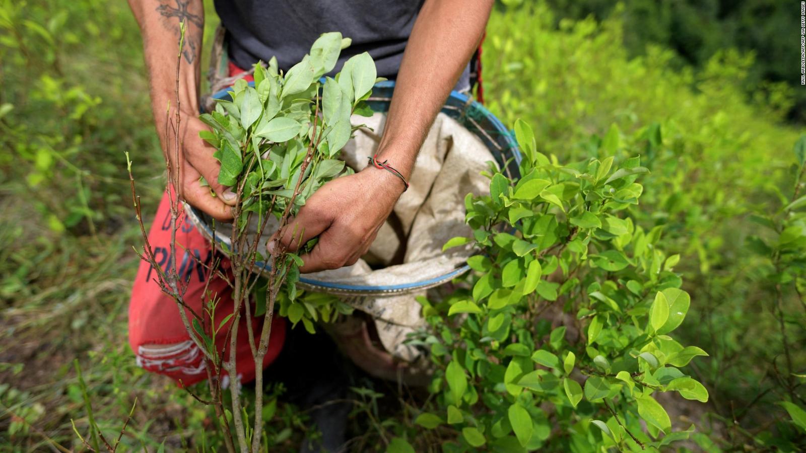 Los Cultivos De Coca En Colombia Aumentan Más Del 40%: ¿qué Está ...