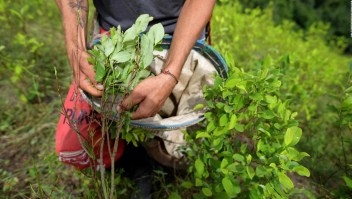 ¿Por qué los cultivos de coca en Colombia aumentaron más del 40%?