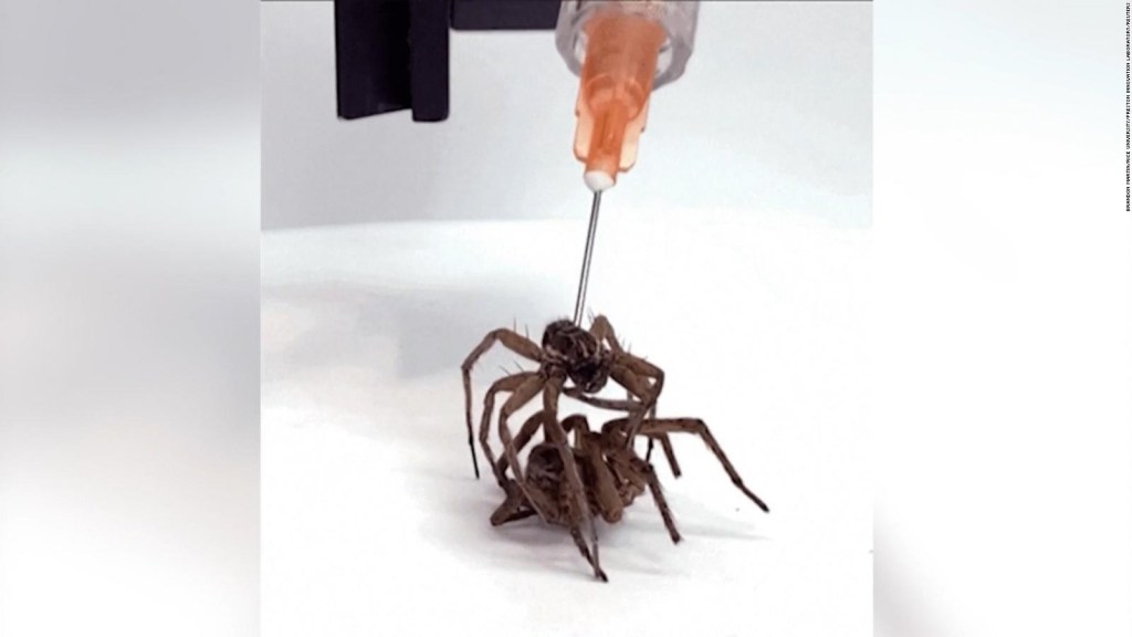 Check out these cyborg spiders that can be used as mechanical pliers