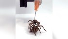 Check Out These Cyborg Spiders That Can Be Used As Mechanical Pincers