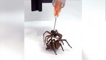 Mira estas arañas cyborg que pueden usarse como pinzas mecánicas